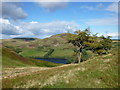 NT2163 : Larch trees on Turnhouse Hill by Alan O'Dowd