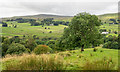 NY7144 : Slope with prominent tree above valley of South Tyne by Trevor Littlewood