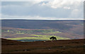 SE0699 : Heather moorland with lone tree by Trevor Littlewood