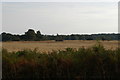 TM4559 : Field and World War II pillbox at North Warren by Christopher Hilton