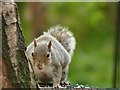 SK6263 : Grey squirrel in Center Parcs by Graham Hogg