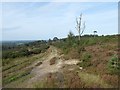 TQ4731 : Track across the heathland on Ashdown Forest by Marathon