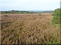 TQ4731 : Heathland on Ashdown Forest by Marathon