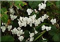 SX9165 : Cyclamen, Hele by Derek Harper