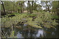 TL7986 : Fallen tree, River Little Ouse by N Chadwick