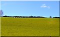 SX3559 : Sheep grazing above the A38 by N Chadwick