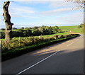 SO3416 : Pollarded tree,  Llanddewi Skirrid, Monmouthshire by Jaggery