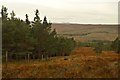 NC4704 : View down Clearing above Glenrossal House, Sutherland by Andrew Tryon