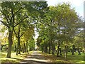 NZ3364 : Path in Jarrow Cemetery by Graham Robson