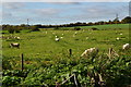 SU5928 : Sheep grazing on Cheriton Battlefield by David Martin