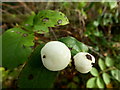 H4272 : Snowberries, Deer Park by Kenneth  Allen