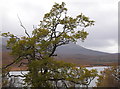 NH2861 : Oak tree, Grudie oakwood by Craig Wallace