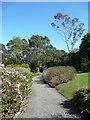 NX0942 : The Hydrangea Walk, Logan Botanic Garden by Humphrey Bolton