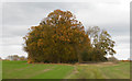 TL6308 : Trees on Bridleway, Roxwell by Roger Jones