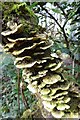 SW6443 : Bracket fungi by Philip Halling