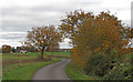 TL6407 : Autumnal Trees on Green Lane, Roxwell by Roger Jones