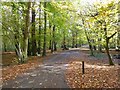 SP3980 : Woodland path in Coombe Country Park by Philip Halling