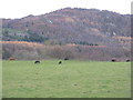 NO0540 : Pasture in Strath Tay by M J Richardson