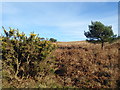 TQ4628 : Gorse and dead bracken on Ashdown Forest by Marathon