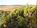 TQ4629 : Gorse on Ashdown Forest by Marathon