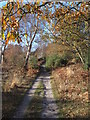 TM4570 : Footpath in Dunwich Forest by Roger Jones