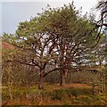 NH6762 : Scots Pine by valenta