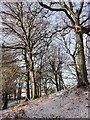 NZ1650 : Beech wood in the snow by Robert Graham