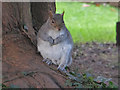 SY1287 : A plump squirrel, Sidmouth by Chris Allen