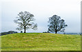 NZ0910 : Two trees on a knoll by Trevor Littlewood