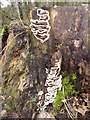 SO8233 : Fungi on a rotting tree stump by Philip Halling