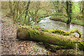 SX0272 : Tree trunk by the Allen by Derek Harper