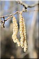 SO7538 : Hazel catkins by Philip Halling