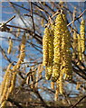 SX8864 : Catkins, Cockington valley by Derek Harper