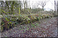 NY3860 : Parkhouse Halt - remains of platform by Rose and Trev Clough