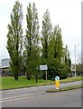 ST2995 : Roadside poplars, Southville, Cwmbran by Jaggery