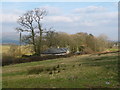 SD6670 : Woodland on the periphery of Bentham golf course by Christine Johnstone