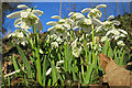 NJ3560 : Snowdrops (Galanthus nivalis) by Anne Burgess