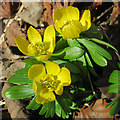 NJ6862 : Winter Aconites (Eranthus hyemalis) by Anne Burgess