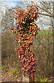 SX8866 : Ivy on post near Parson's Bridge by Derek Harper