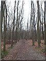 TQ5064 : Footpath through Upper Beechen Wood, near Eynsford by Malc McDonald