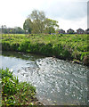 NZ3015 : Riffle in the River Skerne by Andy Waddington