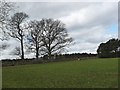 NY5829 : Deciduous trees on a field boundary, west of Woodside by Christine Johnstone