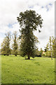 SK8501 : Monkey Puzzle Tree opposite Ayston Hall by Julian P Guffogg