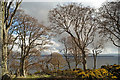 NH7965 : Beech avenue above McFarquhar's Bed by Julian Paren