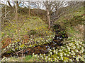 NH8072 : Butterbur below a waterfall next to the B9175 by valenta