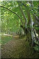 TL6101 : Boundary Ditch and Hornbeam Pollards by Glyn Baker