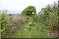 SN5800 : Abandoned sandstone quarry at Penyrheol by Simon Mortimer