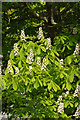 SH5169 : Horse chestnut - Plas Newydd by Stephen McKay