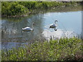 TF1407 : Swans on the Maxey Cut at Nine Bridges by Paul Bryan