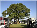 SJ8065 : Oak in lorry park at Somerford Park Farm by Jonathan Hutchins